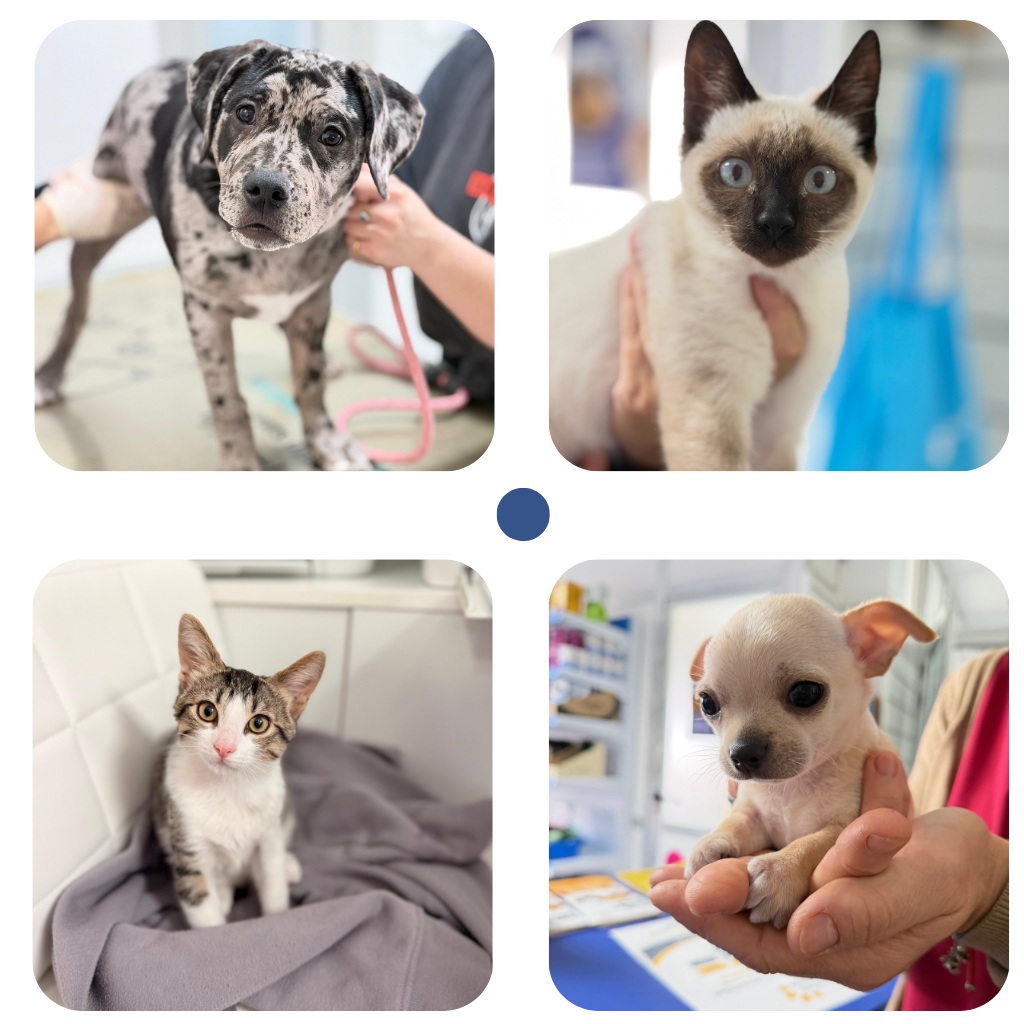 clinica-veterinaria-en-lanzarote